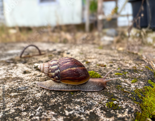 giant African snail or bekicot crawling on mossy concrete outdoors. Achatina fulica on damp surface, tropical land snail in natural habitat with green moss texture background