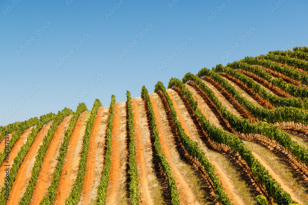 Fototapeta premium Sunlit vineyard rows in South Africa
