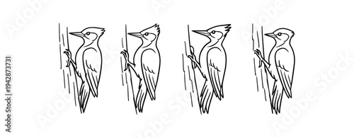 Four simple woodpecker line icons perched on vertical tree trunks, ideal for nature design, badges, logos, and educational materials.