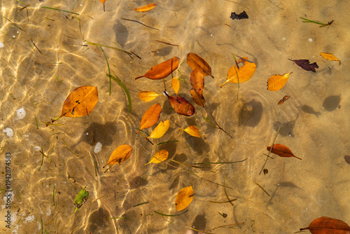 Orange mangrove leaves and sea grass float in clear shallow water near the shore of a sandy beach, casting shadows on the sand below. Coochiemudlo Island, Queensland, Australia. 