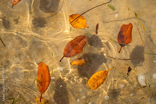 Orange mangrove leaves float in clear shallow water near the shore of a sandy beach, casting shadows on the sand beneath. Coochiemudlo Island, Queensland, Australia. 