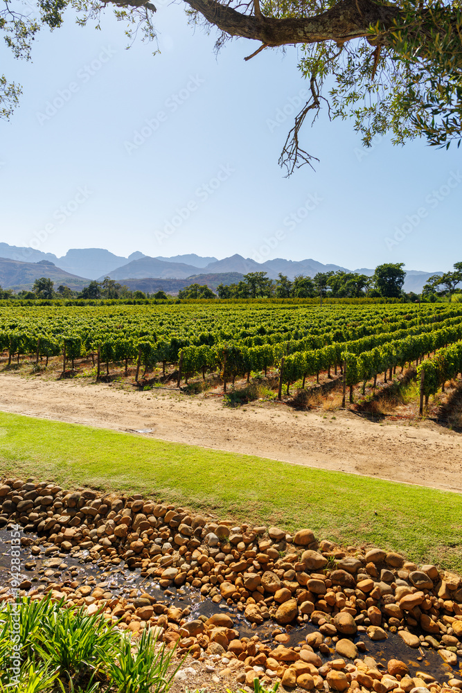 Naklejka premium Sunlit vineyard rows