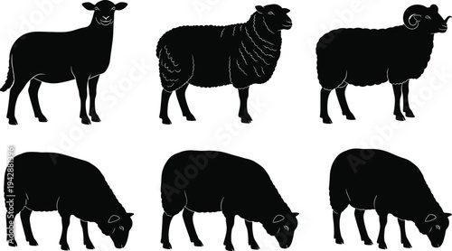Sheep silhouette collection showing standing ram ewe and grazing farm animals isolated on white background livestock agriculture illustration set