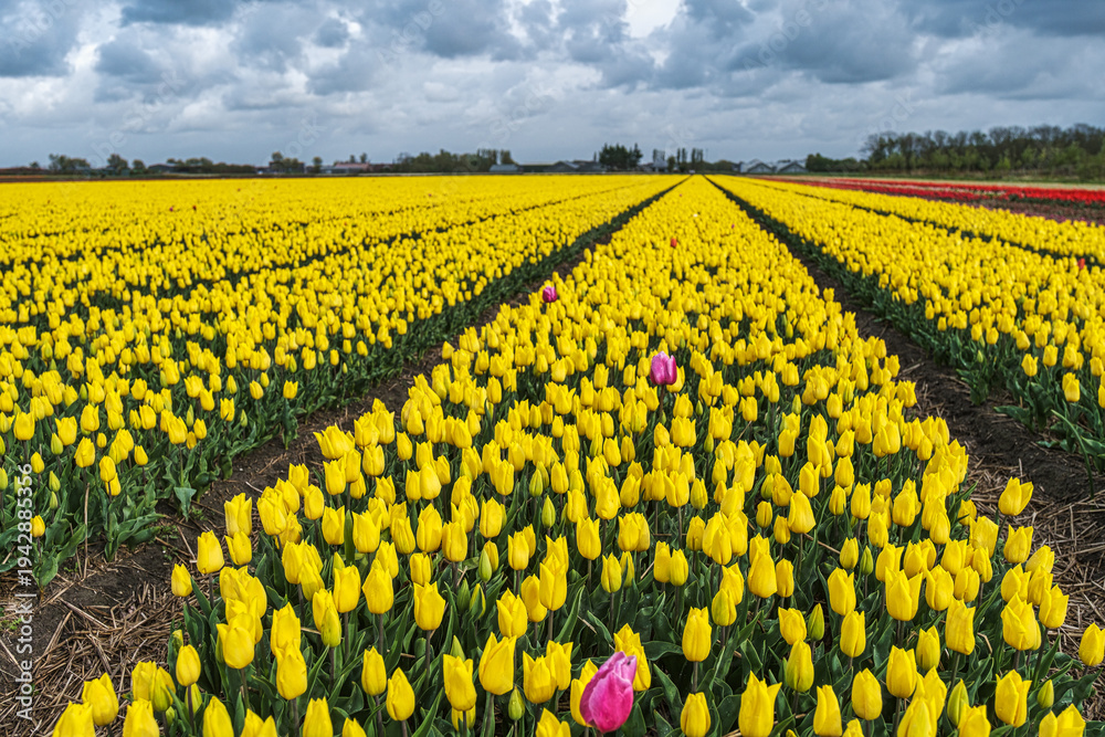 Fototapeta premium Tulip fields in full bloom in the Netherlands under a dramatic sky
