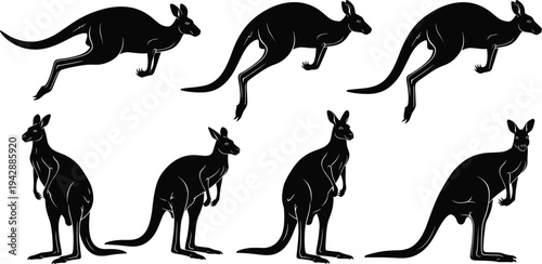 Kangaroo silhouette set showing jumping and standing poses isolated on white background Australian wildlife animal collection vector illustration