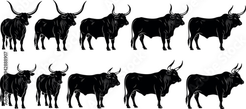 Set of longhorn bull and cattle silhouettes vector illustration featuring various breeds of cow ox and livestock in standing poses.