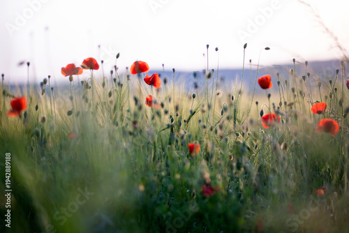 Beautiful field of red poppies in the sunset light.