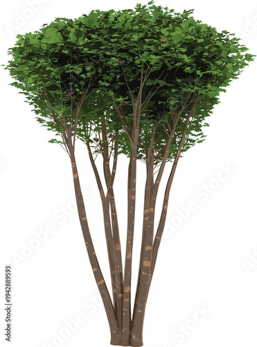 Tropical tree cluster illustration, tall trunks with dense green canopy foliage, natural forest botanical vector design isolated