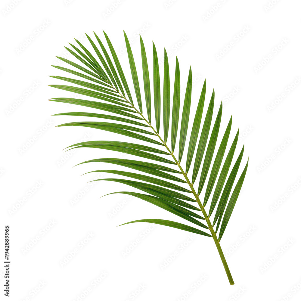 custom made wallpaper toronto digitalLush Green Palm Leaf on White Background Clipart PNG Element