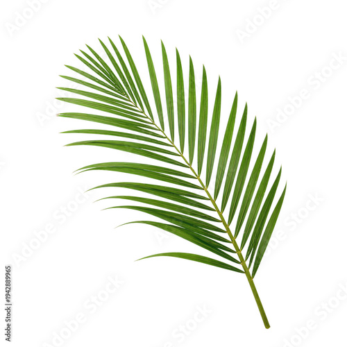Wallpaper Mural Lush Green Palm Leaf on White Background Clipart PNG Element Torontodigital.ca