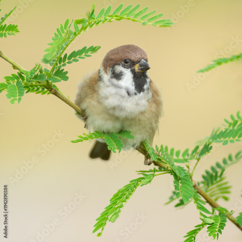 Eurasian tree sparrow on a pretty branch