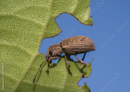 An insect eats it's way through a leaf