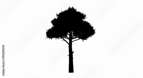 Silhouette of a tall pine tree against a clean white background