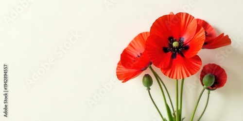 Wallpaper Mural Vibrant Red Poppies on a Soft White Background A Simple Floral Image Featuring Delicate Blooms and Buds Torontodigital.ca