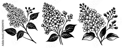 Lilac flower branches set syringa botanical, blooming sprigs with leaves floral hand drawn sketch