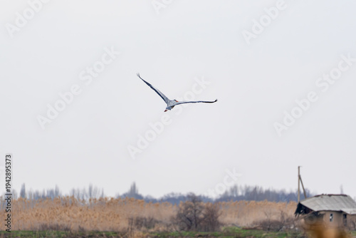 A large grey heron flies away with its wings spread over a natural landscape of reeds and a dilapidated, abandoned building on the shoreline.