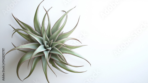 A captivating air plant with slender, curving leaves in soft green and purple tones is displayed against a clean, bright white background, showcasing its beauty.