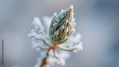 A close-up photograph showcasing a delicate frosted plant, with each ice crystal beautifully glistening. The plant's intricate details are highlighted against a soft, blurred backdrop.