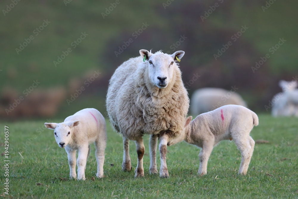 Fototapeta premium Sheep with lambs in a field in spring
