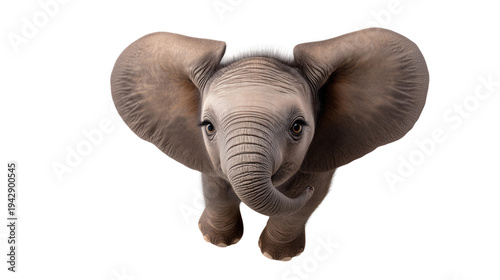 Wallpaper Mural Cute Baby Elephant on White Background Torontodigital.ca