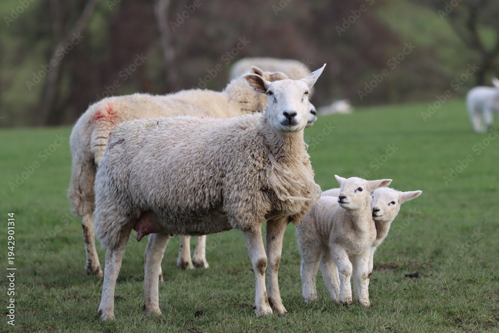 Fototapeta premium Sheep with lambs in a field in spring