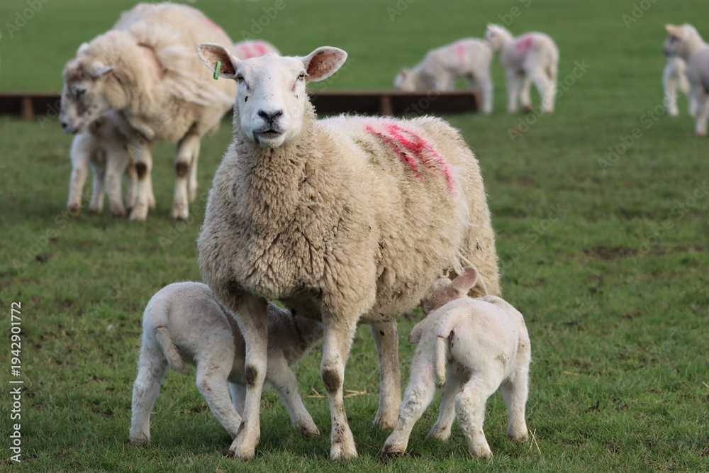 Obraz premium Sheep with lambs in a field in spring