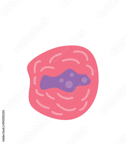 Plasma cell showing the nucleus and cytoplasm with organelles for antibody production