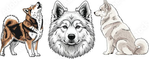 Canadian Eskimo Dog headshot portrait howling sitting side view