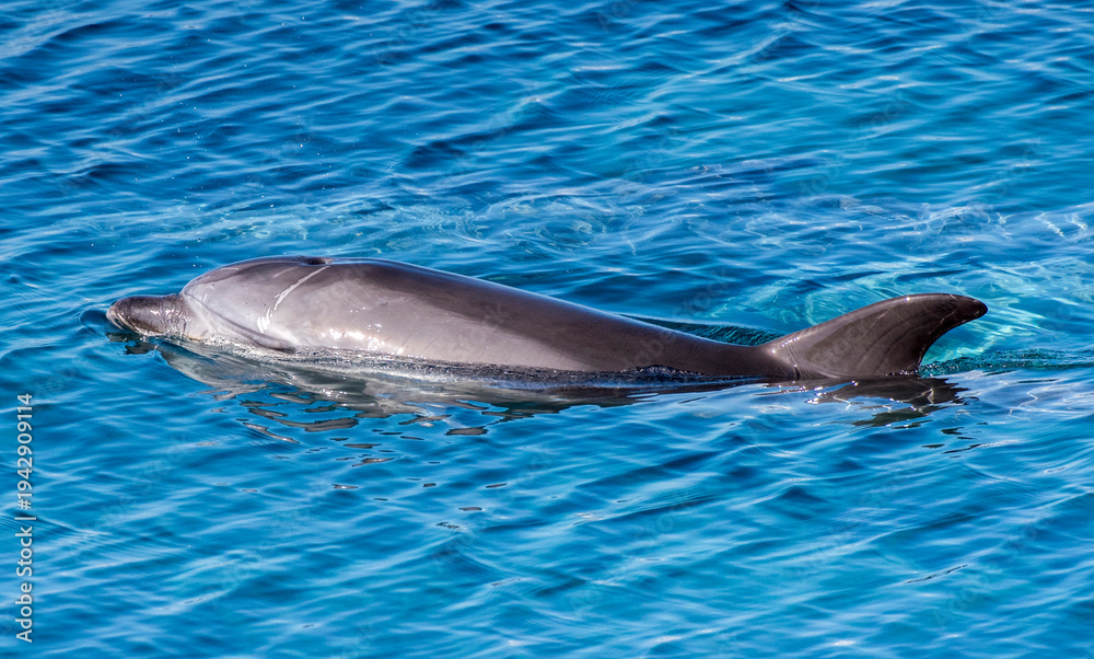 Fototapeta premium Delfini a Caprera