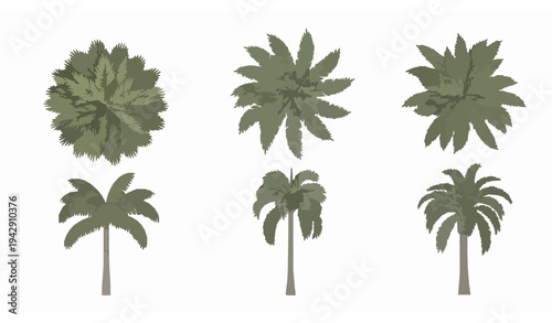 Palm tree species vector set with top and front views for tropical landscape planning and garden architecture