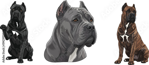 Cane Corso dog headshot portrait sitting paw raised looking away