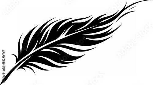 Elegant black feather illustration on a white background, isolated.