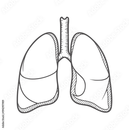 Hand drawn of human lungs with trachea and bronchi anatomy organ respiratory