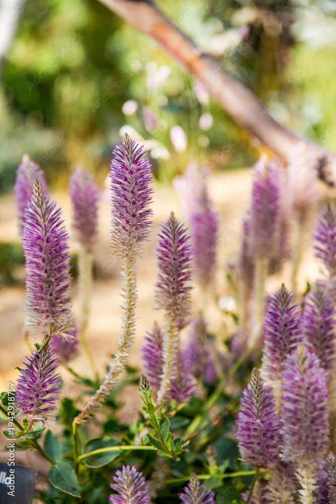 Fototapeta premium purple lavender flowers