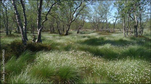Vast birch forest with dense white wildflowers and small green plants among tall grass forming peatland landscape spring midday nature scene with birch trees, plants, flowers, forest, meadow, greenery