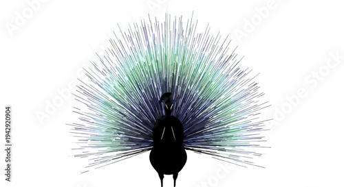 Elegant peacock displays vibrant fanned tail feathers against a clean white background