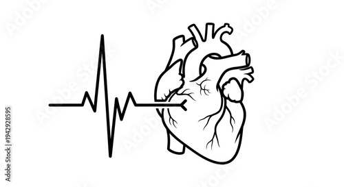 Human heart anatomy with electrocardiogram heartbeat line medical concept vector illustration showing detailed anatomical heart organ with pulse wave cardiology healthcare symbol modern medical diagno