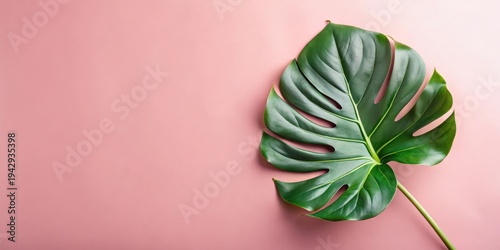 Single tropical leaf on a pink background, illustrating a serene and minimalist aesthetic ideal for design projects requiring a touch of nature