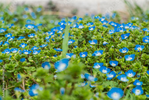 Low angle view of bright blue Veronica wildflowers growing densely among green grass and leaves. Spring meadow plants forming a colorful natural ground cover.