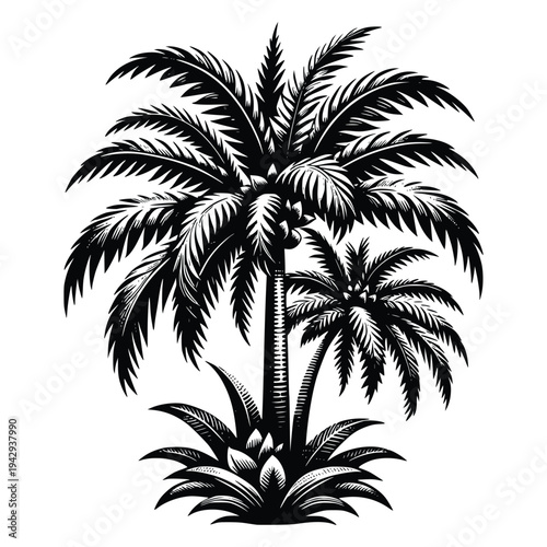 Silhouette of Tropical Palm Trees with Fronds and Foliage