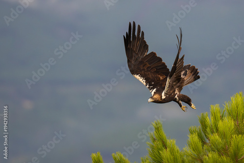 Iberian imperial eagle