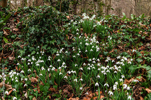 snowdrop flowers in the forest