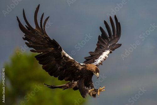Iberian imperial eagle