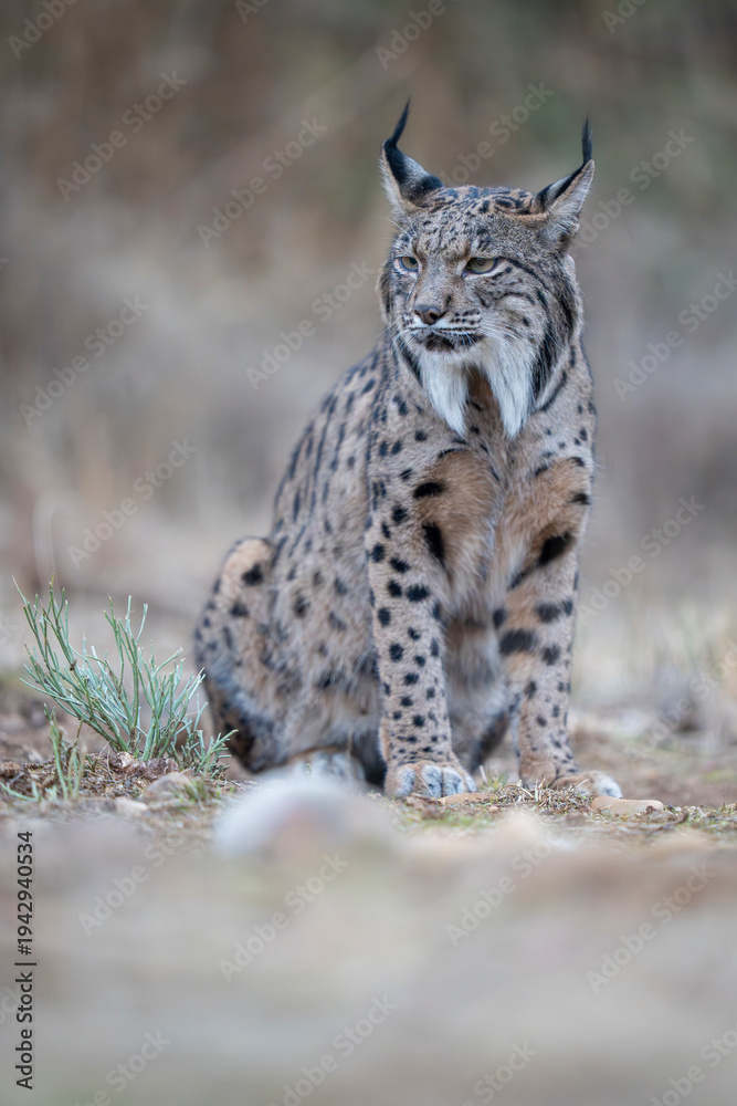 Fototapeta premium Iberian lynx