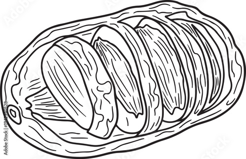 Chiton Shell Cross Section Illustration Marine Mollusk Anatomy Line Art Ocean Life Detail