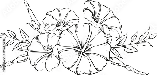 夏の花　朝顔のスケッチ