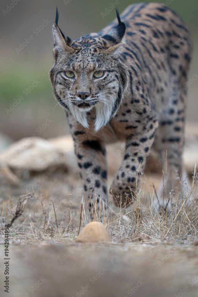 Fototapeta premium Iberian lynx