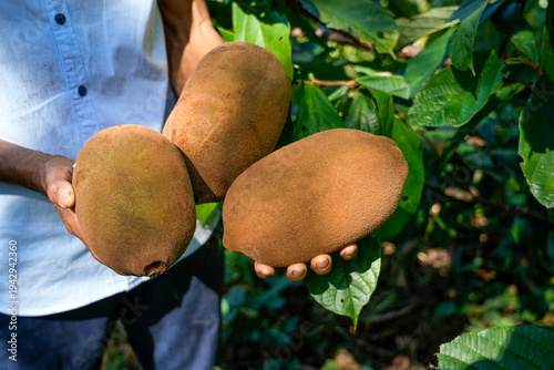 Cupuacu harvested from the Amazon rainforest. Theobroma grandiflorum, cupuaçu, cupuazú, cupuassu, or copoazu is a fruit from the cacao family. Concept of food, environment, biodiversity, healthy