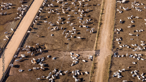 Aerial drone view of farm feedlot cattle grazing for meat production in Amazon region, Para, Brazil. Concept of agriculture, environment, ecology, economy, exportation and beef industry.