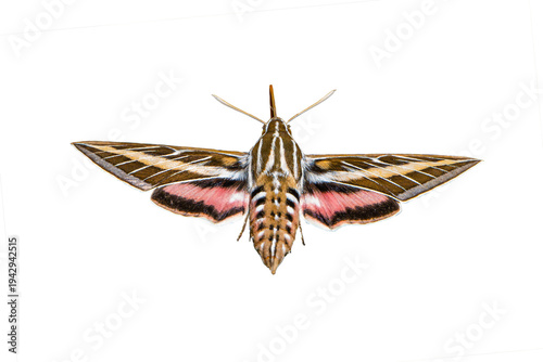 White-lined Sphinx Moth (Hiles lineata) Photo, in Flight, From the Rear